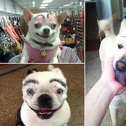 Pets Make Up 宠物化妆
